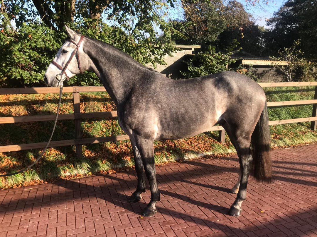 Horses For Sale Top Horses, LLC