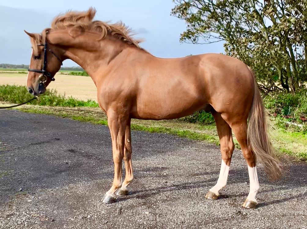 Show Jumpers Top Horses, LLC