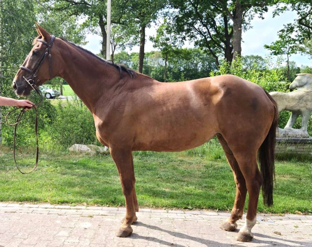 Horses For Sale Top Horses, LLC