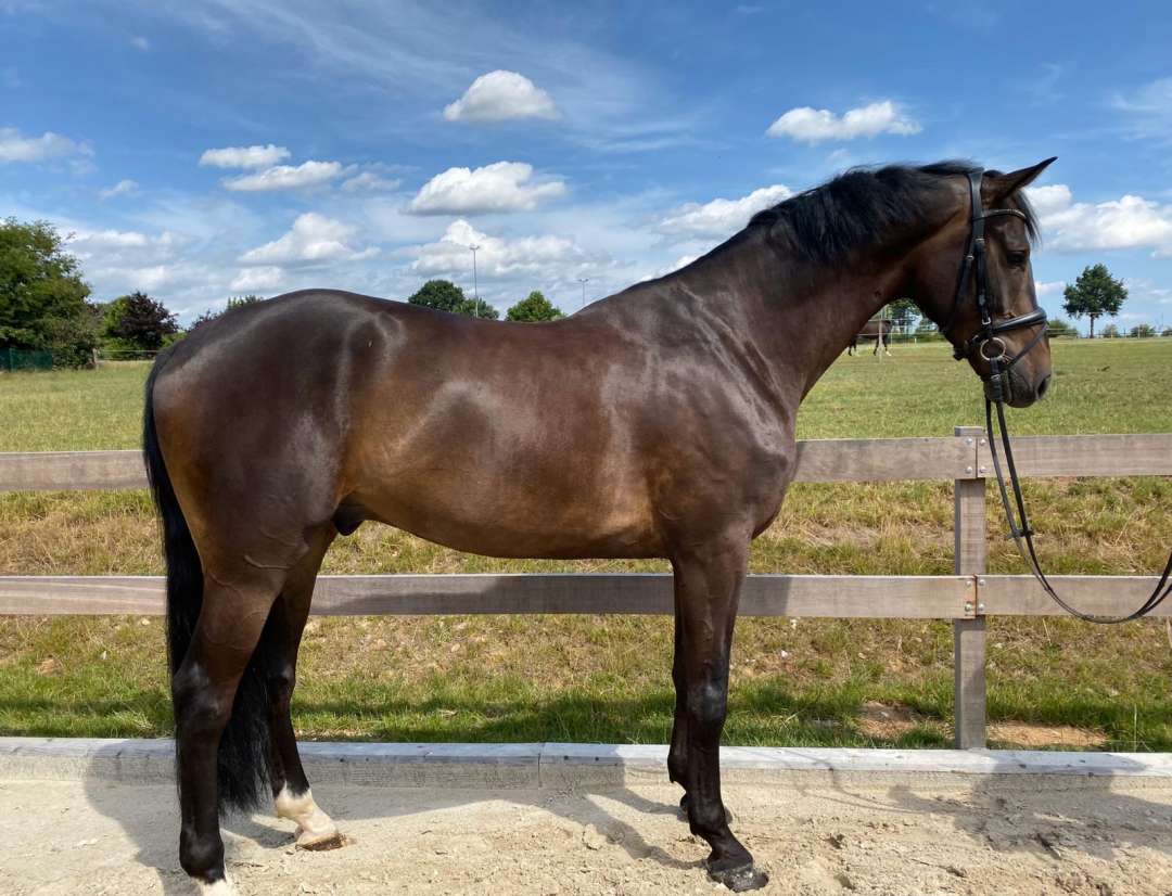 Horses For Sale Top Horses, LLC